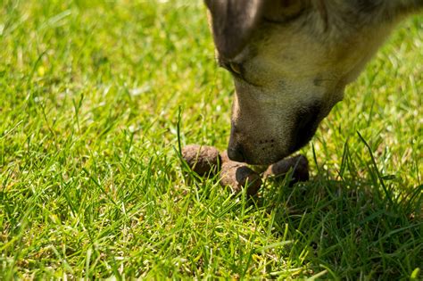 Votre chien mange… des crottes ?! Voici pourquoi. | Chien Vie et Santé