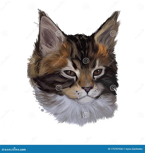 Maine Coon Kitten Watercolor Portrait of Small Cat Digital Art Illustration. Realistic Drawing ...