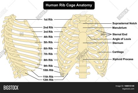 Rib Cage Diagram Labeled