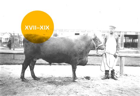 The History of cattle in Russia and Ukraine | Bazis Group