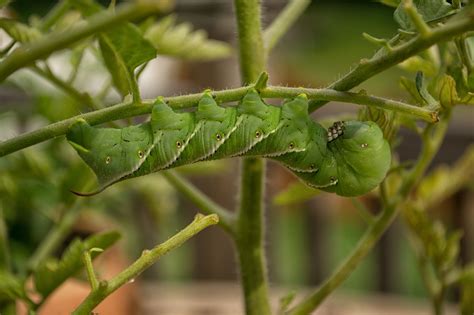 Signs of Plant Pests: Photos of Insects and Diseases