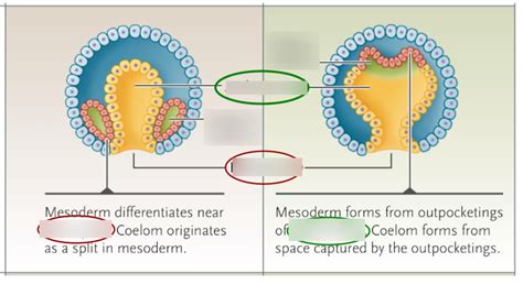 Coelom Formation Diagram | Quizlet