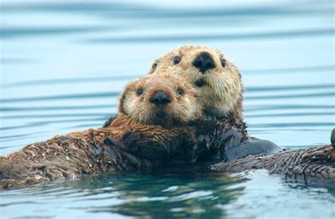 Otterly Awesome – Animal Ecology in Focus