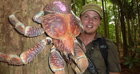 Coconut Crab: The Massive Bird-Eating Crustacean Of The Indo-Pacific