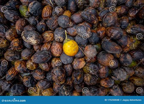 An Areca Betel Nut Standing Out among of Raw Betel Nuts, the Benefits ...