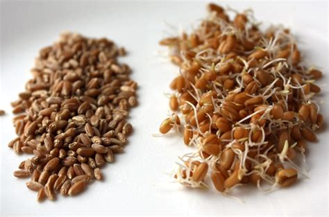 Fanatic Cook: Sprouted Wheat