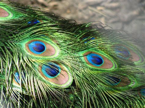 Wallpapers Of Peacock Feathers HD 2015 - Wallpaper Cave