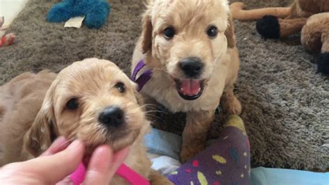 Daphne's F2b Mini Goldendoodle puppies...5 wks old! - YouTube