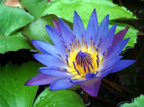 File:Water Lily Purple.jpg - Wikimedia Commons