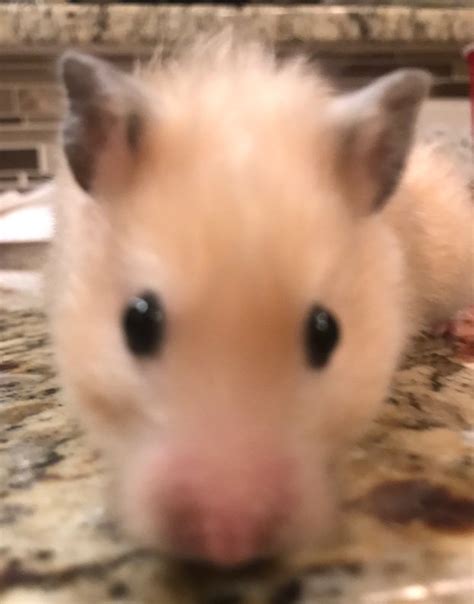 Why I Got My Hamster From Petco.. | Animal Amino🐾 Amino