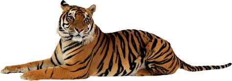 Tiger PNG