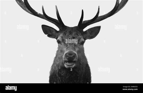 Black And White Elk Closeup Face In The White Background Stock Photo ...