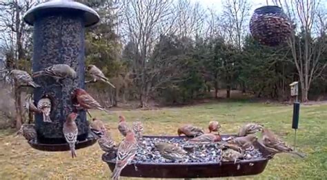 Live Bird Feeder Cam is A Joyful Escape | Star 104.5