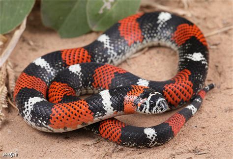 Tricolor Hognose Snake Care Sheet | Dubia.com