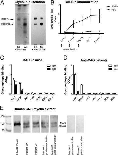 Selective in vivo removal of pathogenic anti-MAG autoantibodies, an antigen-specific treatment ...