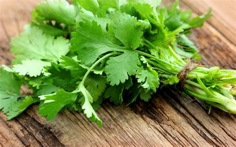 Cilantro (coriander): Benefits, nutrition, and preparation tips