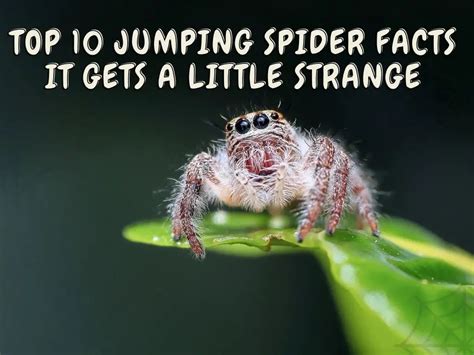 Top 10 Jumping Spider Facts - It Gets A Little Strange