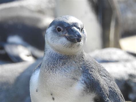 Emilio update: Rosamond Gifford Zoo's baby Humboldt penguin loves to ...