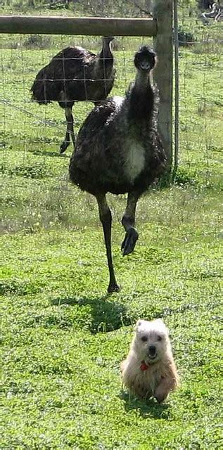 20070617_5C Emu chasing dog | Socrates and the emus took it … | Flickr