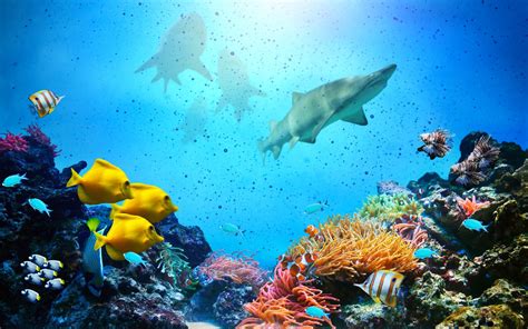 Download Underwater Coral Reef Shark Animal Fish HD Wallpaper