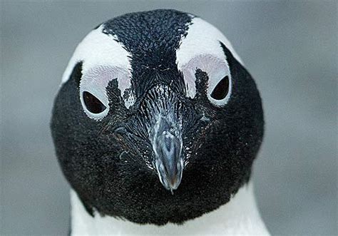 African Penguin - Black Feet and Stripes | Animal Pictures and Facts | FactZoo.com