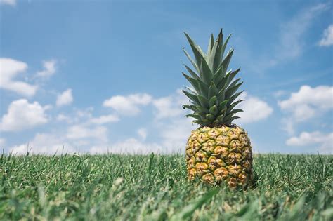 How Do Pineapples Grow? - Earthpedia - Earth.com