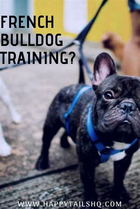 67+ Training Tips For French Bulldog Puppies Picture - Bleumoonproductions