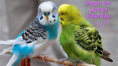 Everyday Budgies Live stream playing and chirping - Budgies singing - So Funny - Budgies fam ...