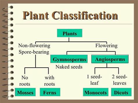 Plant Taxonomy Classification