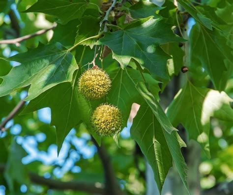 Sycamore Trees: Ultimate Guide (6 Types, Seeds, Leaves,, 47% OFF