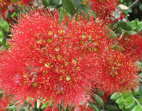 Seasonal inspiration: Pohutukawa