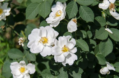 10 Popular White Rose Bush Varieties - Blooming Anomaly