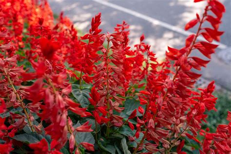 Red Salvia: Plant Care & Growing Guide