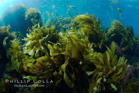 Marine algae, Catalina Island, California, #23526