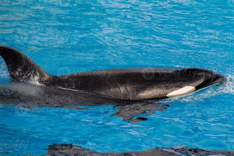 orca killer whale portrait while swimming 12205495 Stock Photo at Vecteezy