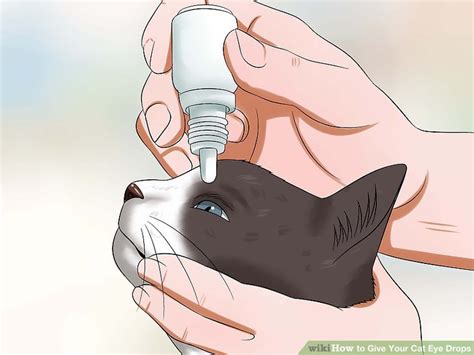 How to Give Your Cat Eye Drops: 11 Steps (with Pictures) - wikiHow