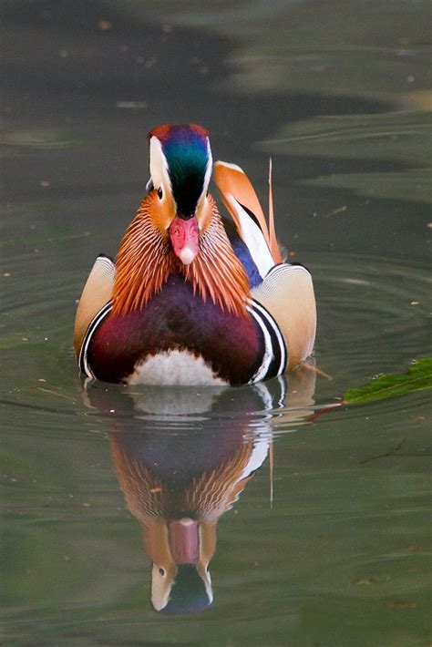 Mandarin Duck