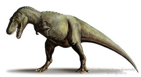 Gorgosaurus - Everything Dinosaurs