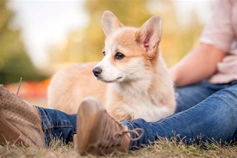 How to Train a Corgi: Corgi Puppy Training Timeline – American Kennel Club