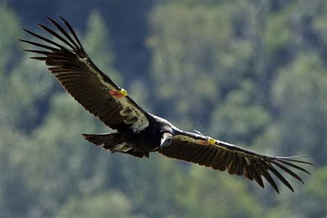 Condors threatened by 'epidemic' lead poisoning from hunters' bullets ...