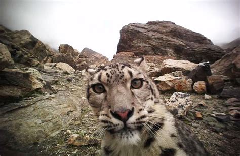 International Snow Leopard Day: 'King of the Snowy Mountains'