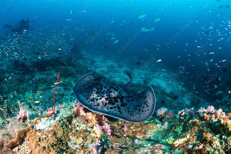 Huge Marble Stingray underwater with a background SCUBA diver on a deep, tropical coral reef ...