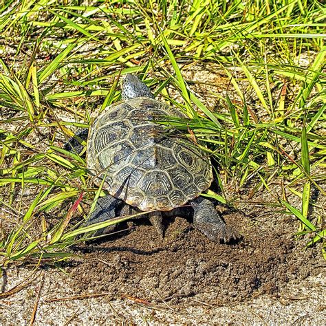 Diamondback Terrapin Covering Her Eggs Photograph by Constantine Gregory | Fine Art America