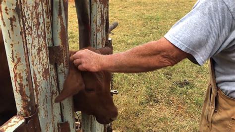 DEHORNING CALVES - HOW TO DEHORN CATTLE - WARNING-MIGHT BE DISTURBING TO SOME VIEWERS - POLLING ...