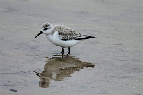 To Behold the Beauty: Florida Shore Birds