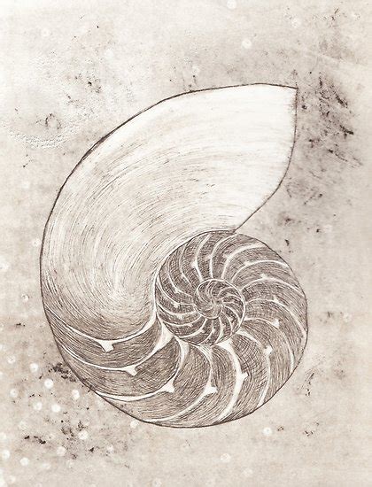 Chambered Nautilus Drawing at PaintingValley.com | Explore collection ...