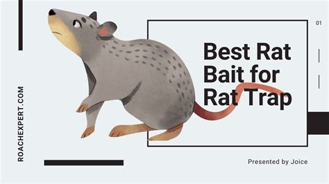 Best Rat Bait for Rat Trap - Best Rat Poison - Roach Expert