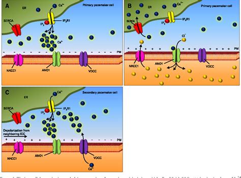 Figure 1 from The Significance of Interstitial Cells in ...