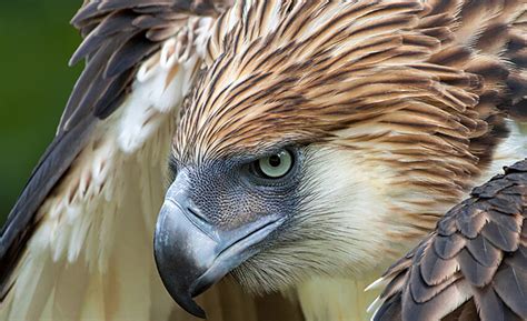 Philippine eagle Archives | Critter Science