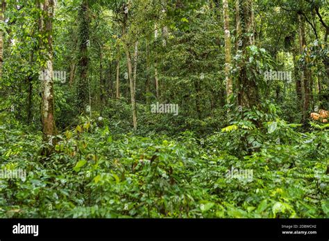 Tropical Rainforest Heritage of Sumatra Stock Photo - Alamy